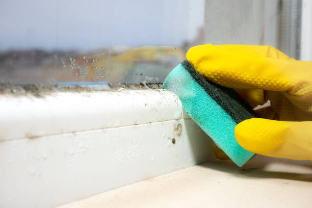 Best Professional Mold Removal  in Imperial, PA